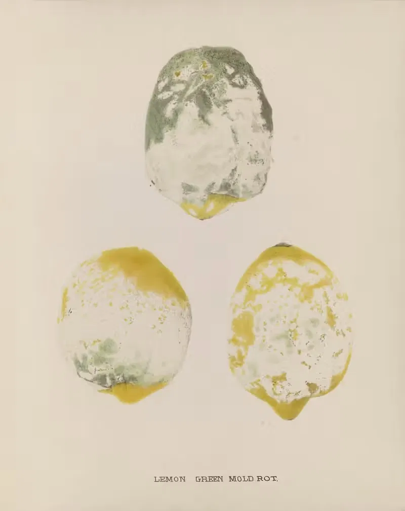 Lemon Green mold rot by U.S. Bureau of Plant Industry, 1920 — digital art print download