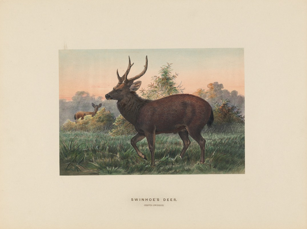 Swinhoe’s Deer by Joseph Wolf, 1861-1867 — digital art print download