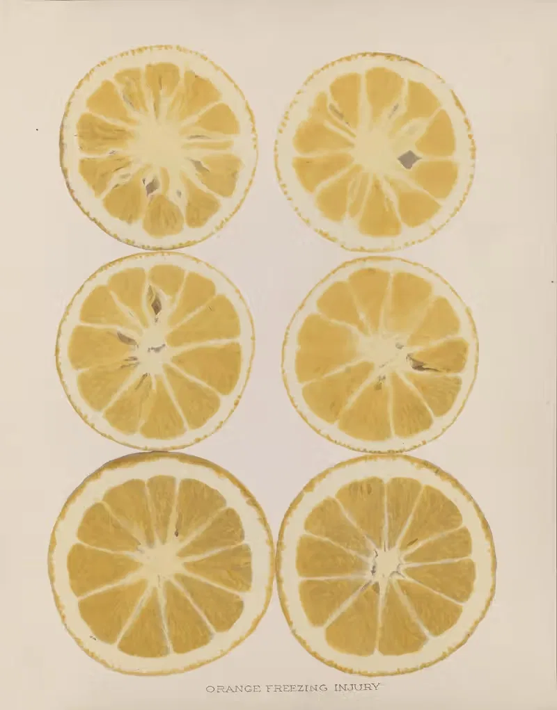 Orange Freezing injury by U.S. Bureau of Plant Industry, 1920 — digital art print download