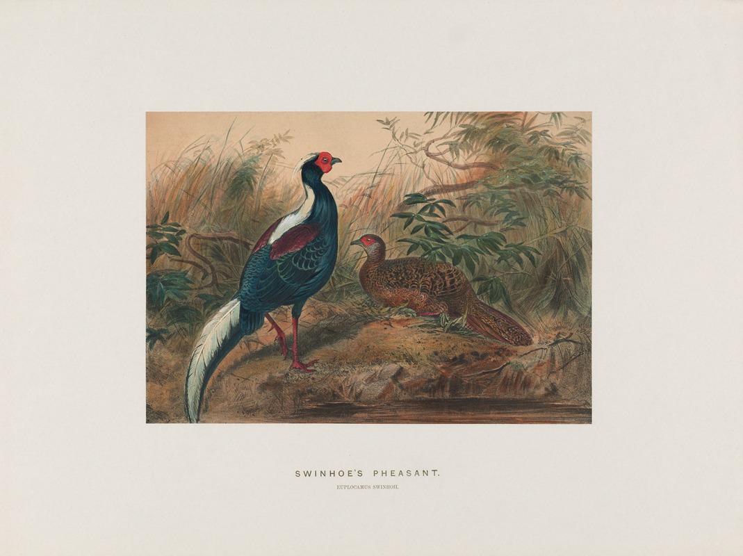 Swinhoe’s Pheasant by Joseph Wolf, 1861-1867 — digital art print download