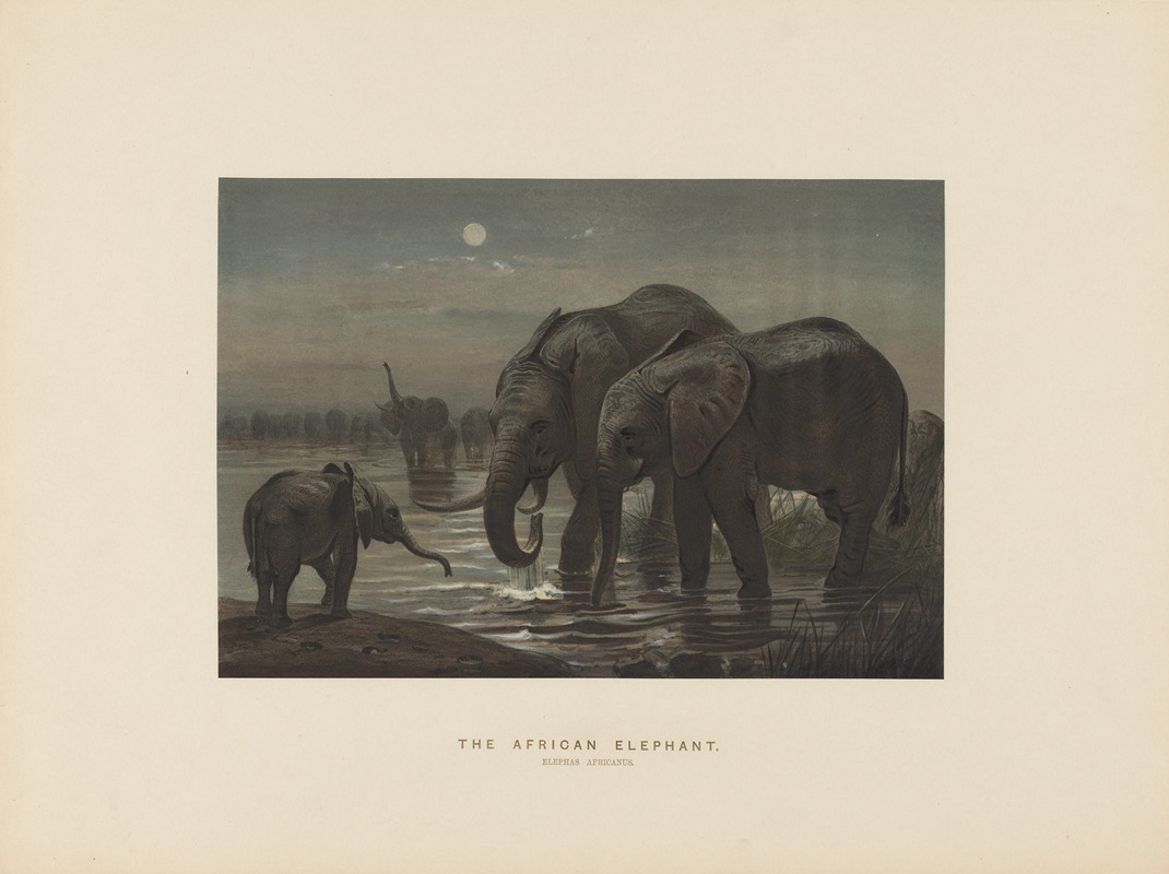 The African Elephant by Joseph Wolf, 1861-1867 — digital art print download