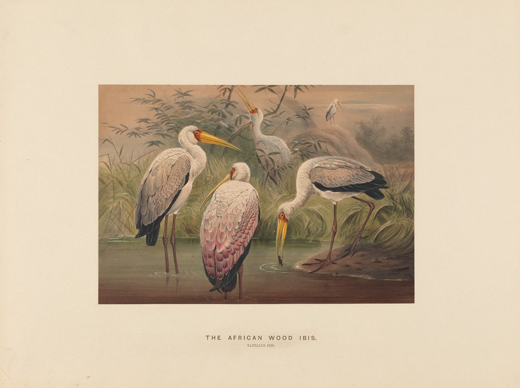 The African Wood-Ibis — Joseph Wolf