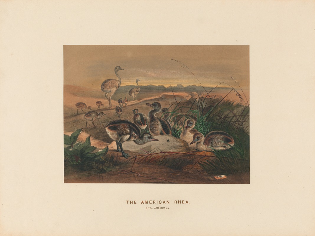 The American Rhea by Joseph Wolf, 1861-1867 — digital art print download