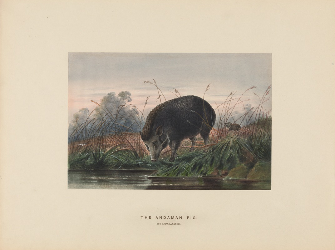The Andaman Pig by Joseph Wolf, 1861-1867 — digital art print download