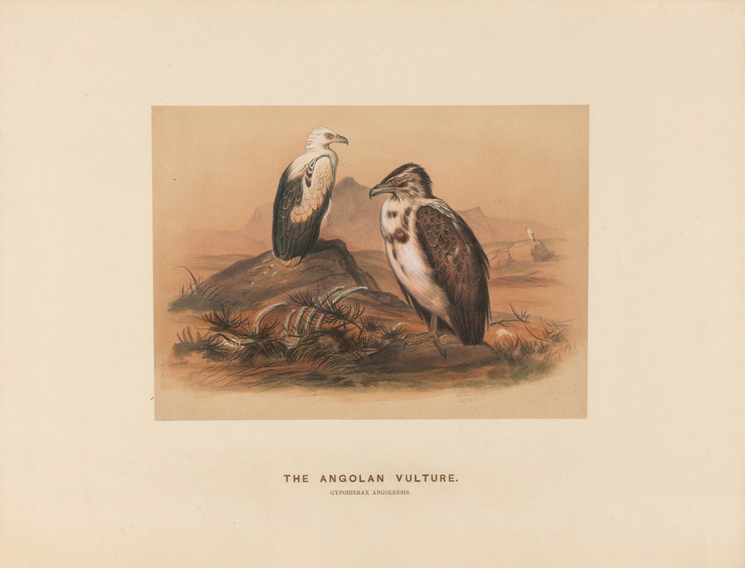 The Angoloan Vulture by Joseph Wolf, 1861-1867 — digital art print download
