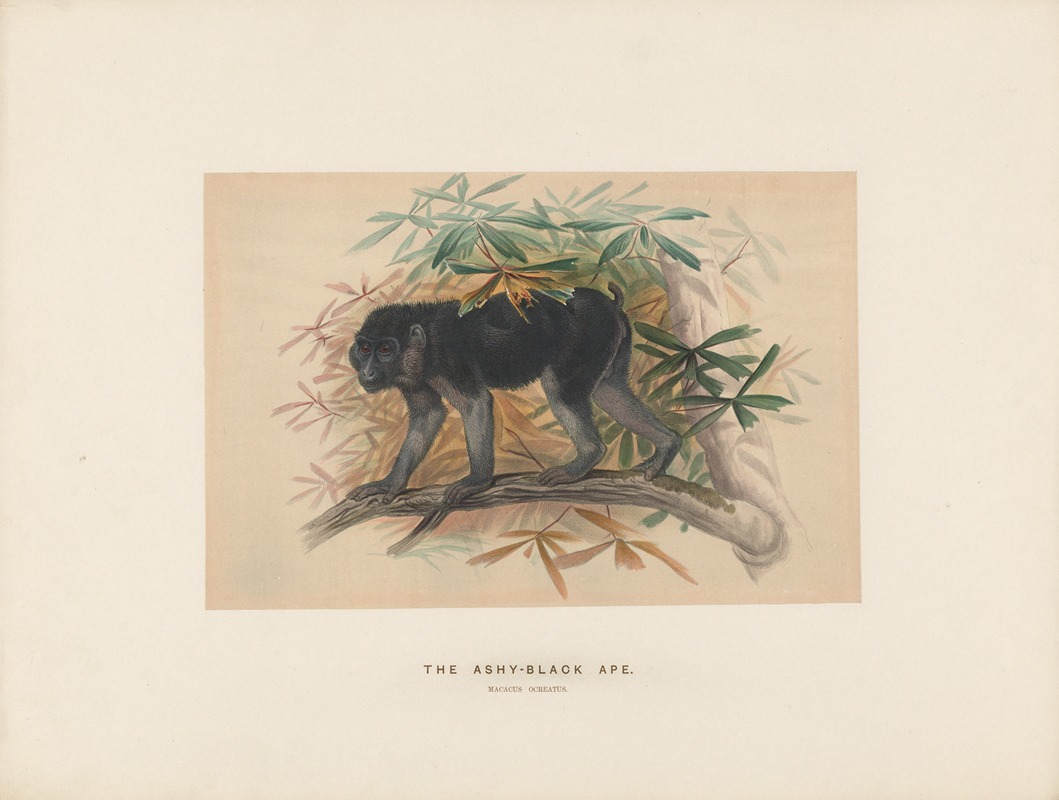 The Ashy-black Macaque by Joseph Wolf, 1861-1867 — digital art print download