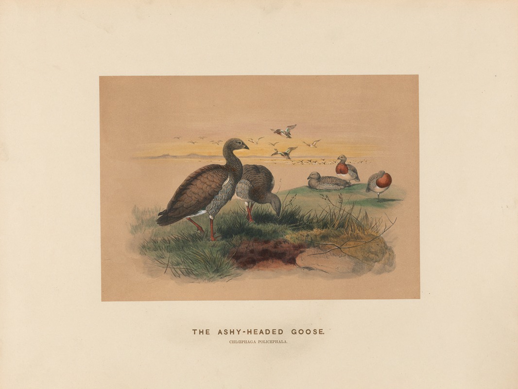 The Ashy-headed Goose by Joseph Wolf, 1861-1867 — digital art print download