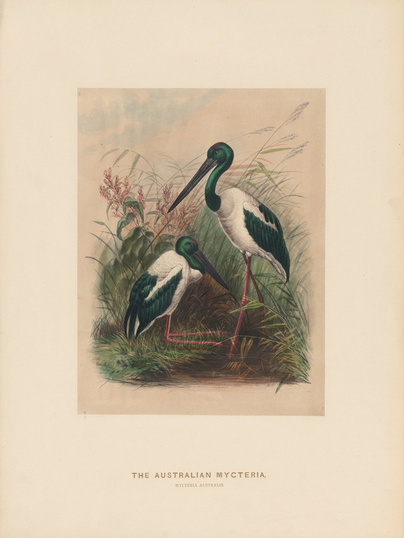 The Australian Mycteria — Joseph Wolf