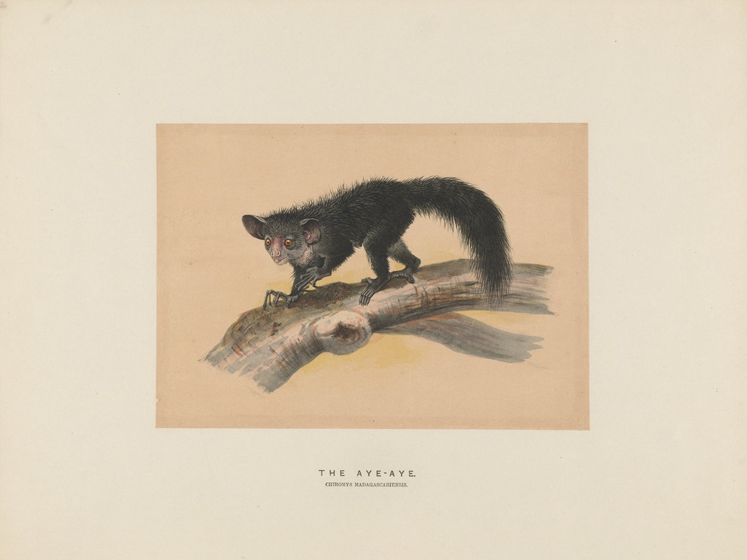 The Aye-Aye by Joseph Wolf, 1861-1867 — digital art print download