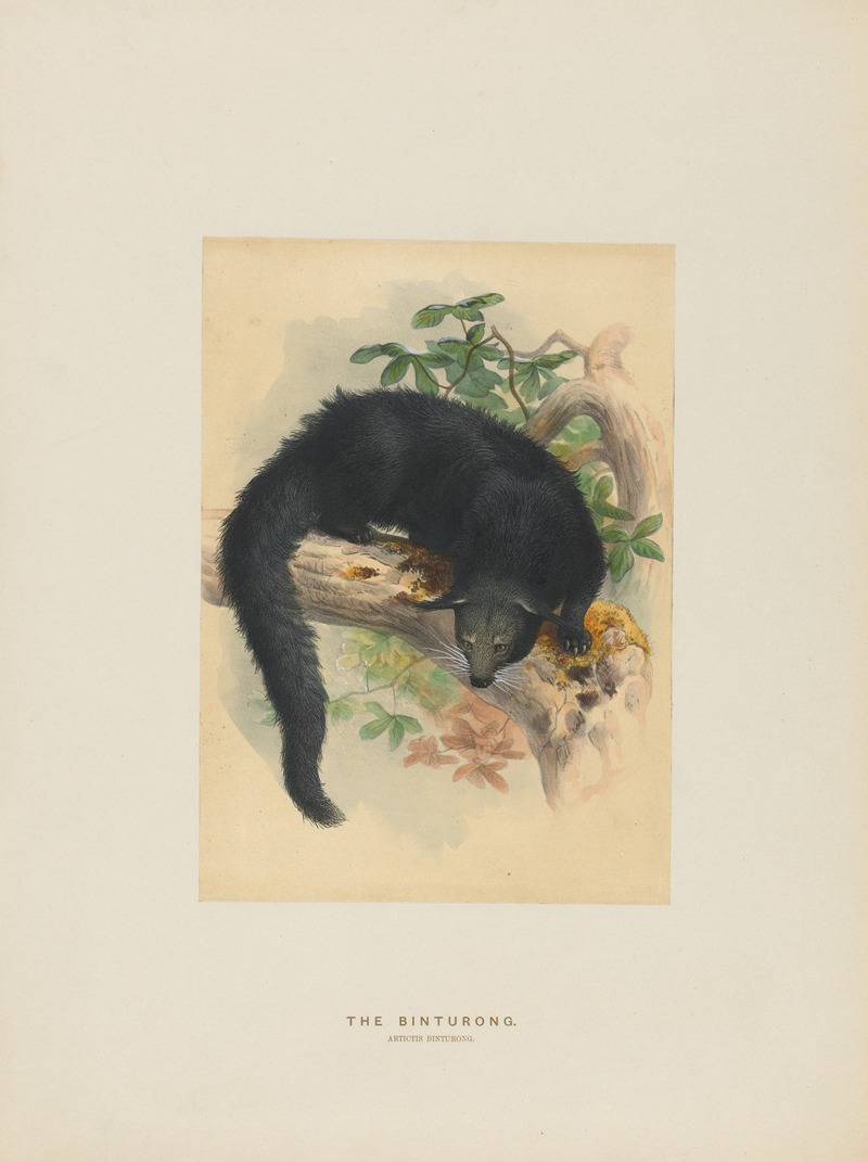 The Binturong by Joseph Wolf, 1861-1867 — digital art print download