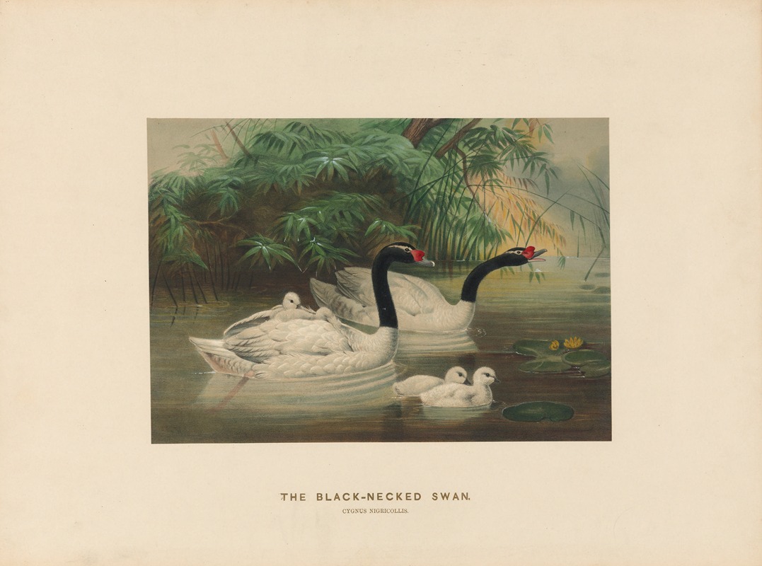 The Black-necked Swan by Joseph Wolf, 1861-1867 — digital art print download