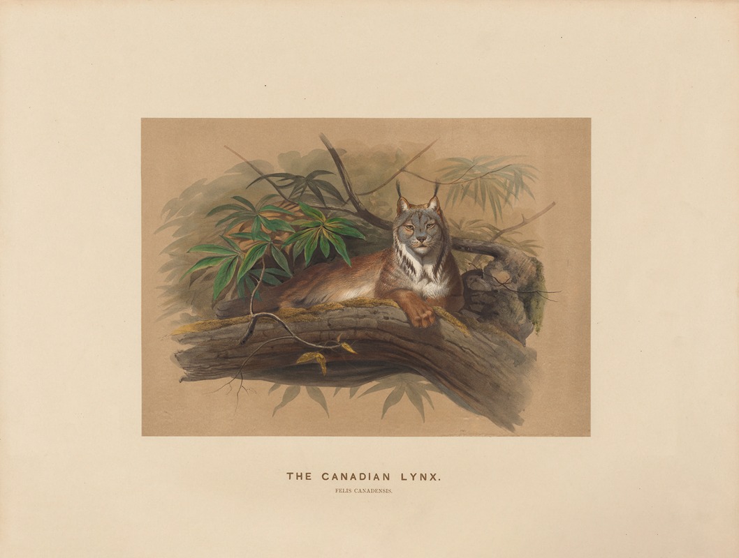 The Canadian Lynx by Joseph Wolf, 1861-1867 — digital art print download