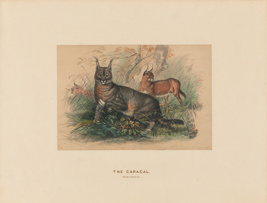 The Caracal by Joseph Wolf, 1861-1867 — digital art print download
