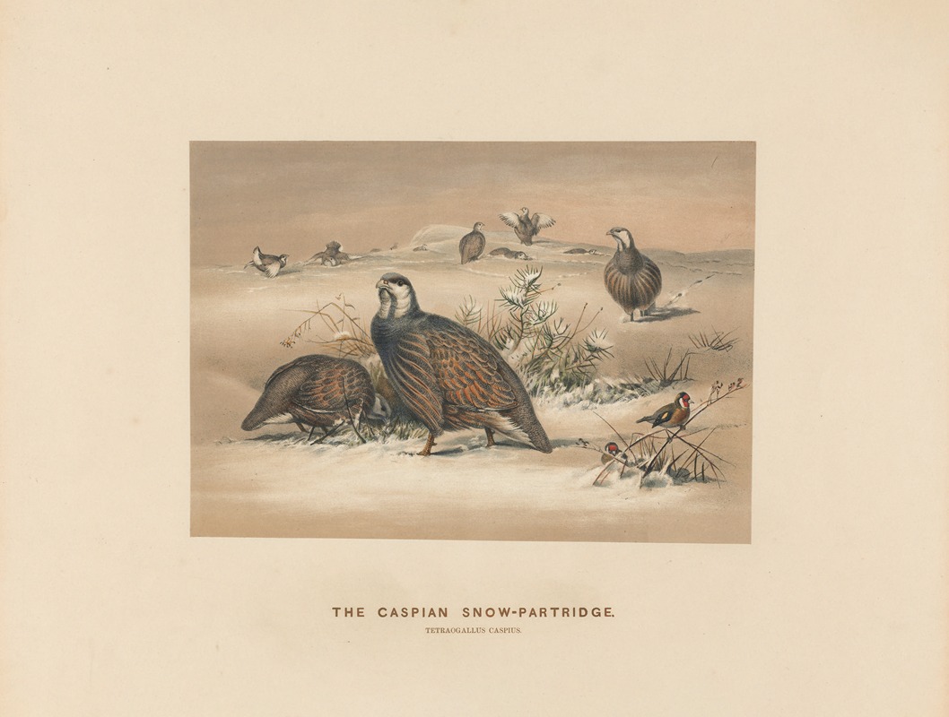 The Caspian Snow-Partridge by Joseph Wolf, 1861-1867 — digital art print download