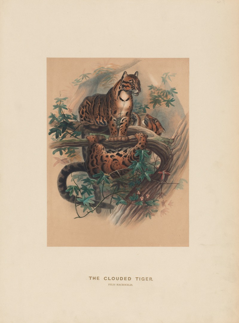 The Clouded Tiger by Joseph Wolf, 1861-1867 — digital art print download