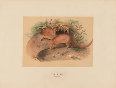 The Eyra by Joseph Wolf, 1861-1867 — digital art print download