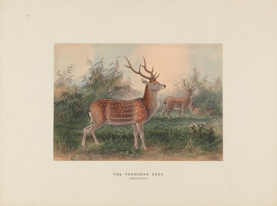 The Formosan Deer by Joseph Wolf, 1861-1867 — digital art print download