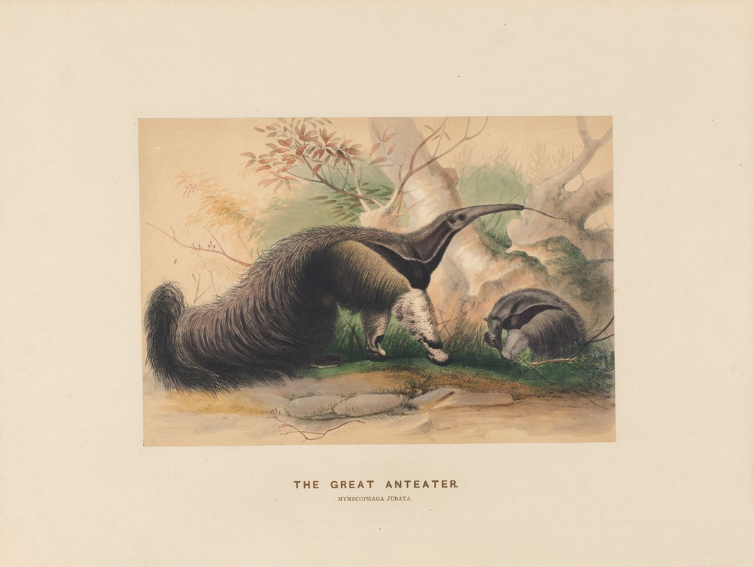 The Great Anteater by Joseph Wolf, 1861-1867 — digital art print download