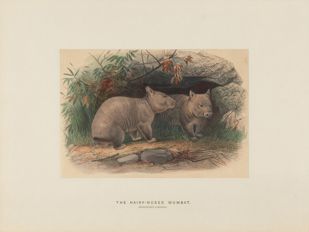 The Hairy-nosed Wombat by Joseph Wolf, 1861-1867 — digital art print download