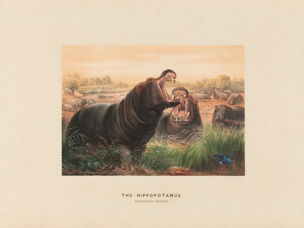 The Hippopotamus by Joseph Wolf, 1861-1867 — digital art print download