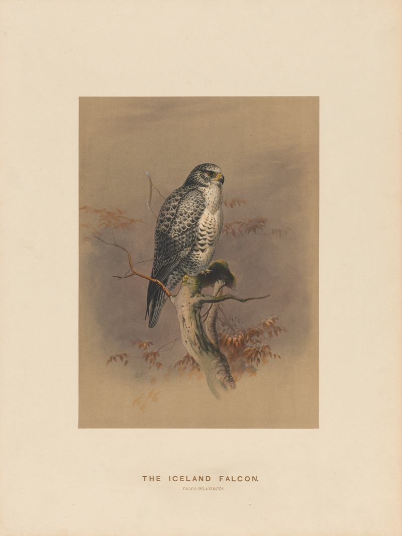 The Iceland Falcon by Joseph Wolf, 1861-1867 — digital art print download