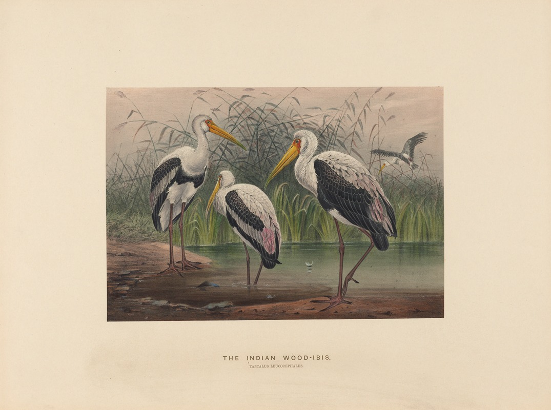 The Indian Wood-Ibis — Йозеф Вольф