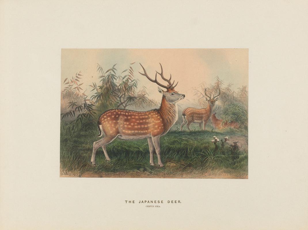 The Japanese Deer by Joseph Wolf, 1861-1867 — digital art print download