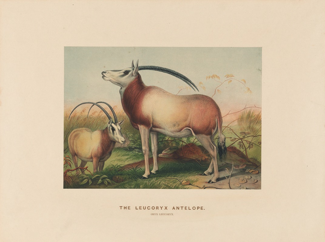 The Leucoryx Antelope by Joseph Wolf, 1861-1867 — digital art print download