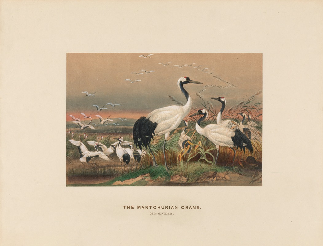 The Mantchurian Crane by Joseph Wolf, 1861-1867 — digital art print download