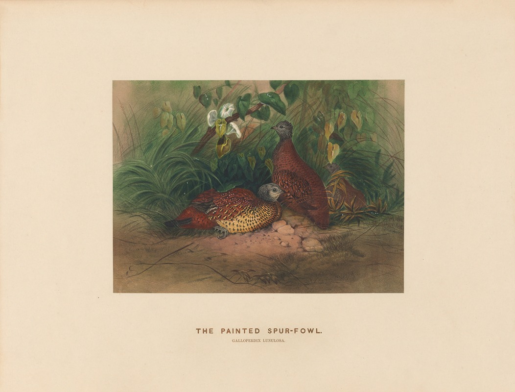 The Painted Spur-Fowl — Йозеф Вольф