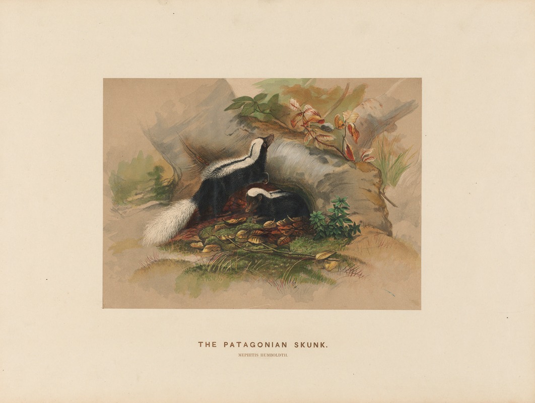 The Patagonian Skunk by Joseph Wolf, 1861-1867 — digital art print download