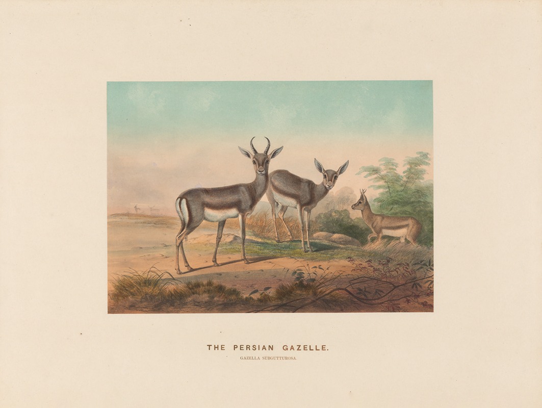 The Persian Gazelle by Joseph Wolf, 1861-1867 — digital art print download