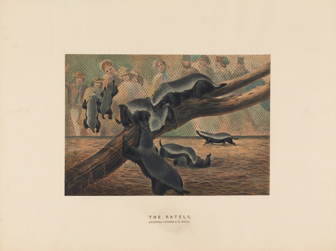 The Ratels by Joseph Wolf, 1861-1867 — digital art print download