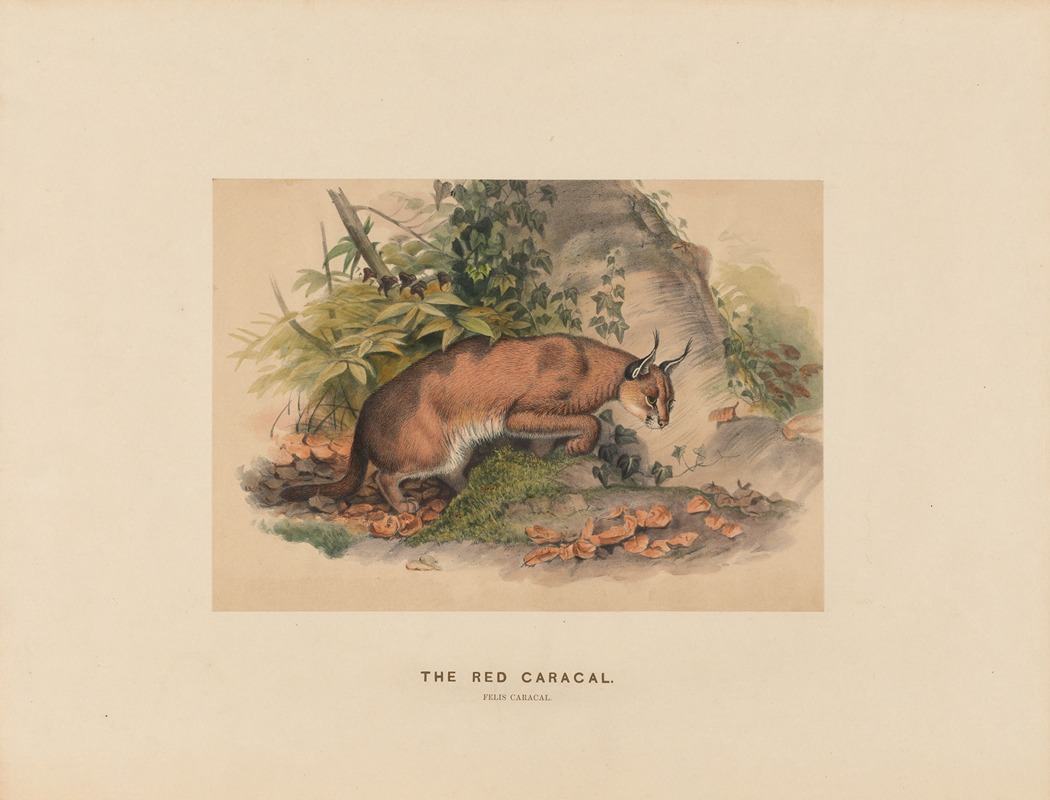The Red Caracal by Joseph Wolf, 1861-1867 — digital art print download