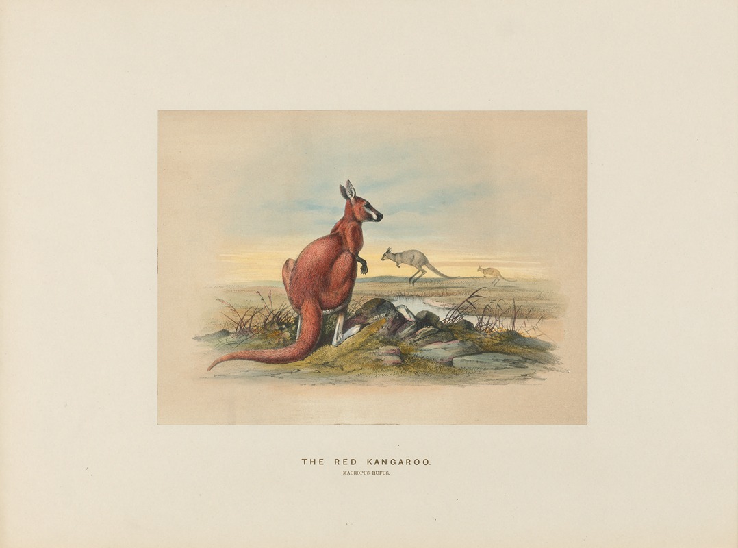 The Red Kangaroo by Joseph Wolf, 1861-1867 — digital art print download