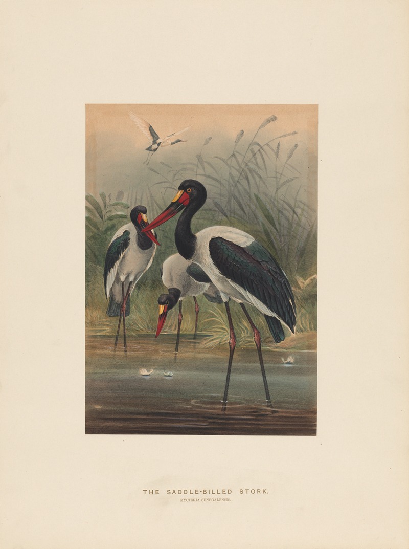 The Saddle-billed Stork by Joseph Wolf, 1861-1867 — digital art print download
