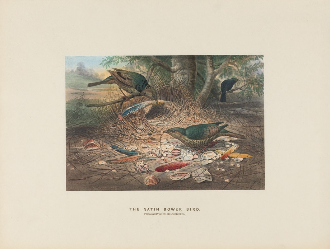 The Satin Bower-bird by Joseph Wolf, 1861-1867 — digital art print download