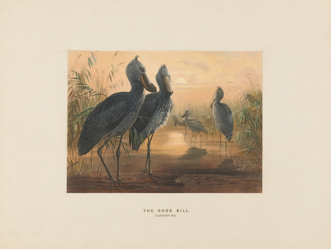 The Shoe-Bill by Joseph Wolf, 1861-1867 — digital art print download