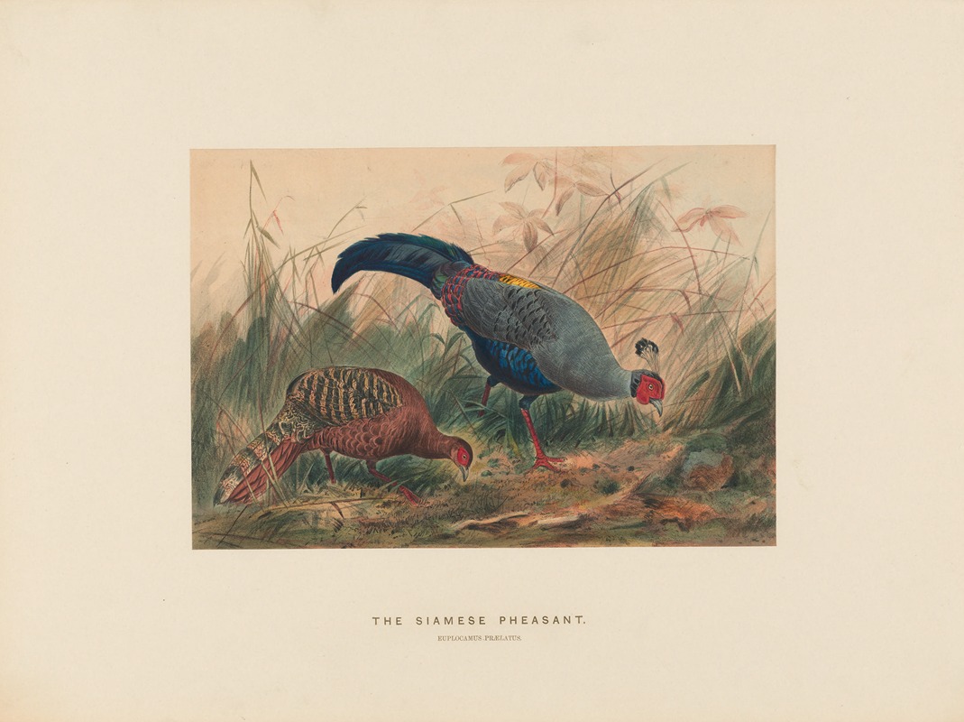 The Siamese Pheasant by Joseph Wolf, 1861-1867 — digital art print download