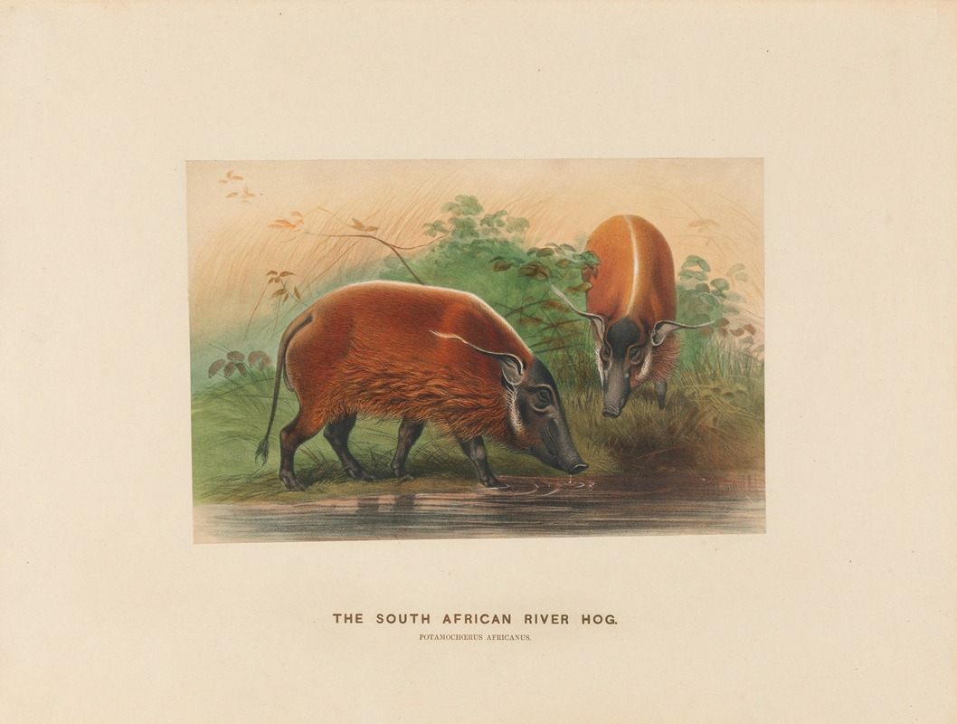 The South African River Hog by Joseph Wolf, 1861-1867 — digital art print download