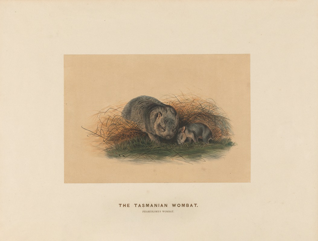 The Tasmanian Wombat by Joseph Wolf, 1861-1867 — digital art print download