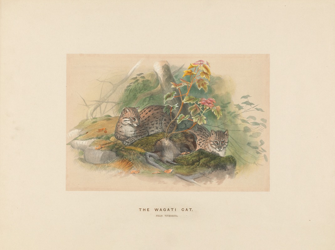 The Wagati Cat by Joseph Wolf, 1861-1867 — digital art print download