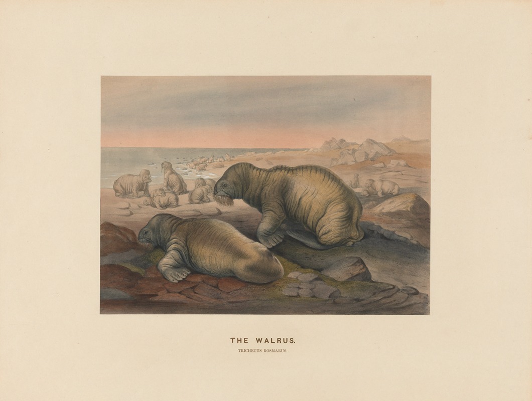 The Walrus by Joseph Wolf, 1861-1867 — digital art print download