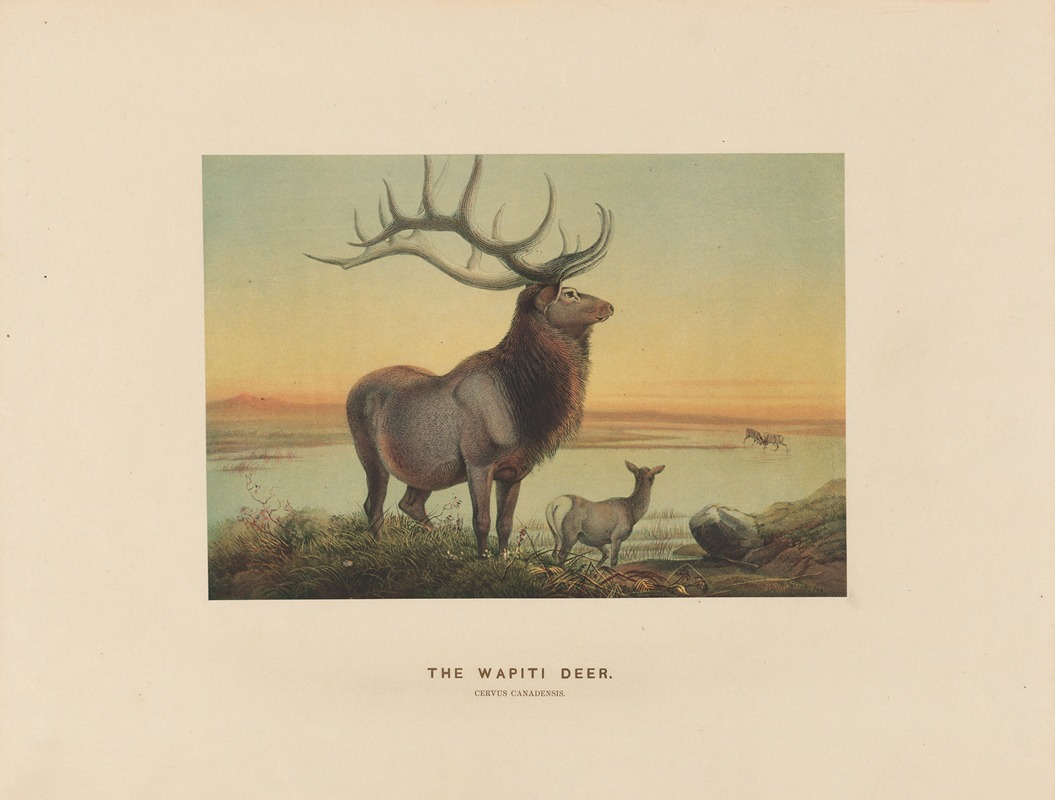 The Wapiti Deer by Joseph Wolf, 1861-1867 — digital art print download