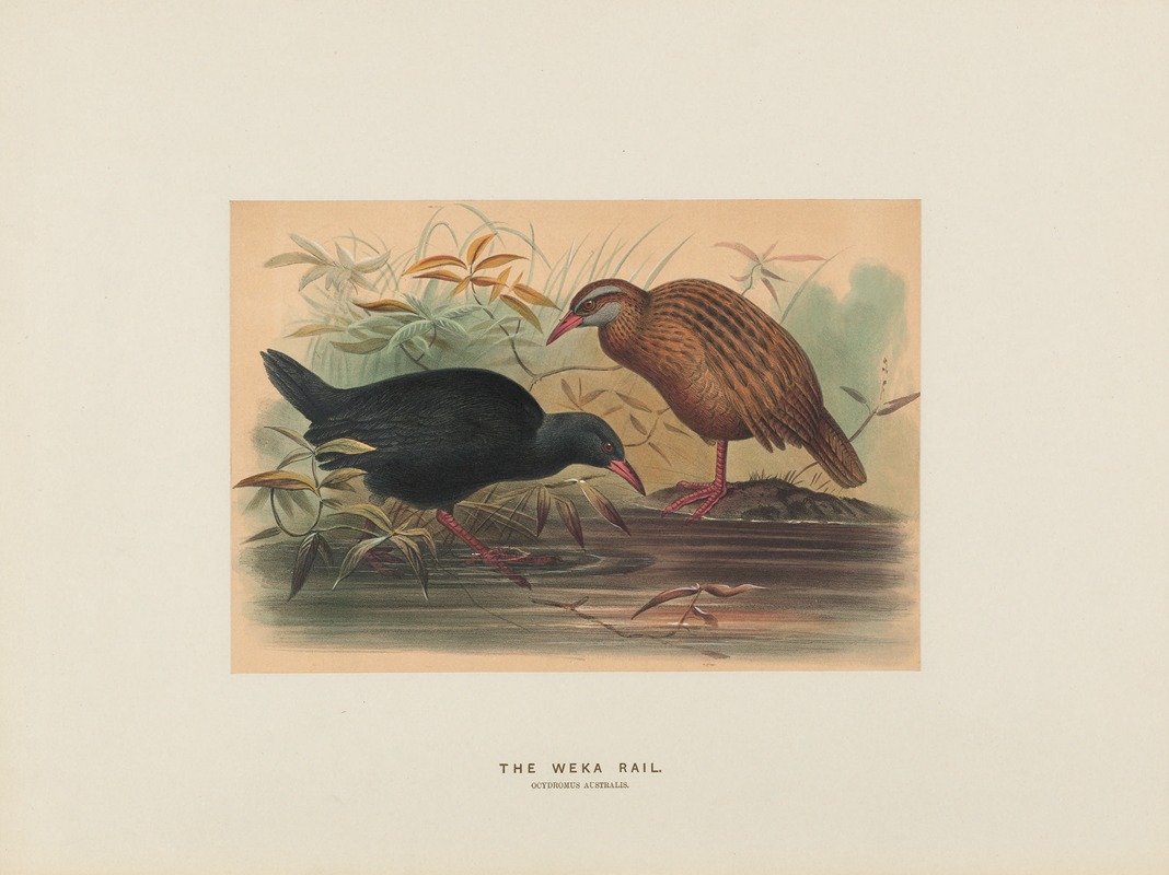 The Weka Rail by Joseph Wolf, 1861-1867 — digital art print download