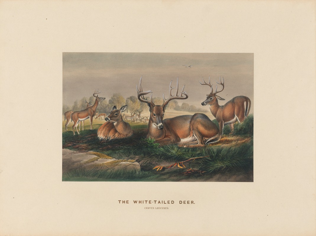 The White-tailed Deer by Joseph Wolf, 1861-1867 — digital art print download