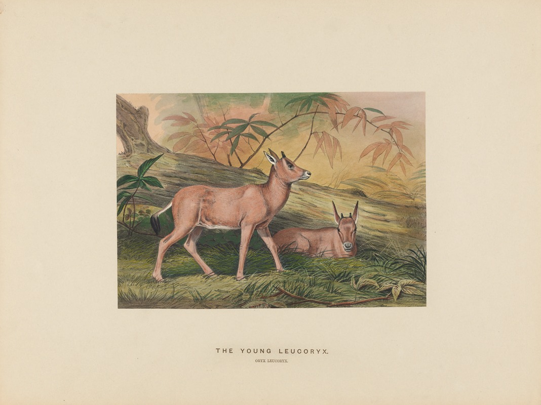 The Young Leucoryx by Joseph Wolf, 1861-1867 — digital art print download