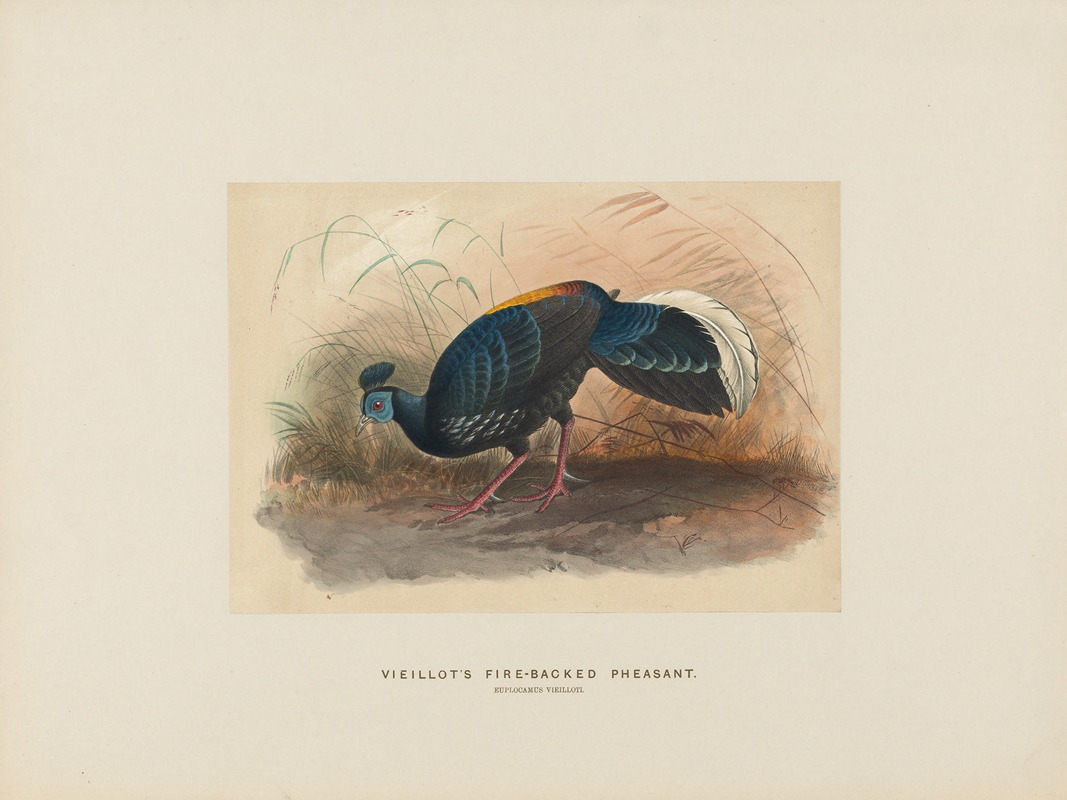 Vieillot’s Fire-backed Pheasant by Joseph Wolf, 1861-1867 — digital art print download