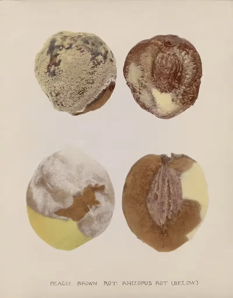 Peach Brown rot and Rhizopus rot — U.S. Bureau of Plant Industry