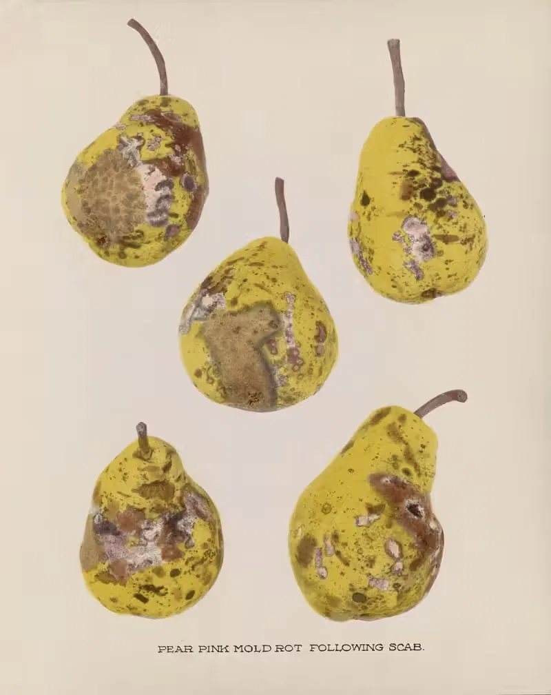 Pear Pink mold rot by U.S. Bureau of Plant Industry, 1920 — digital art print download